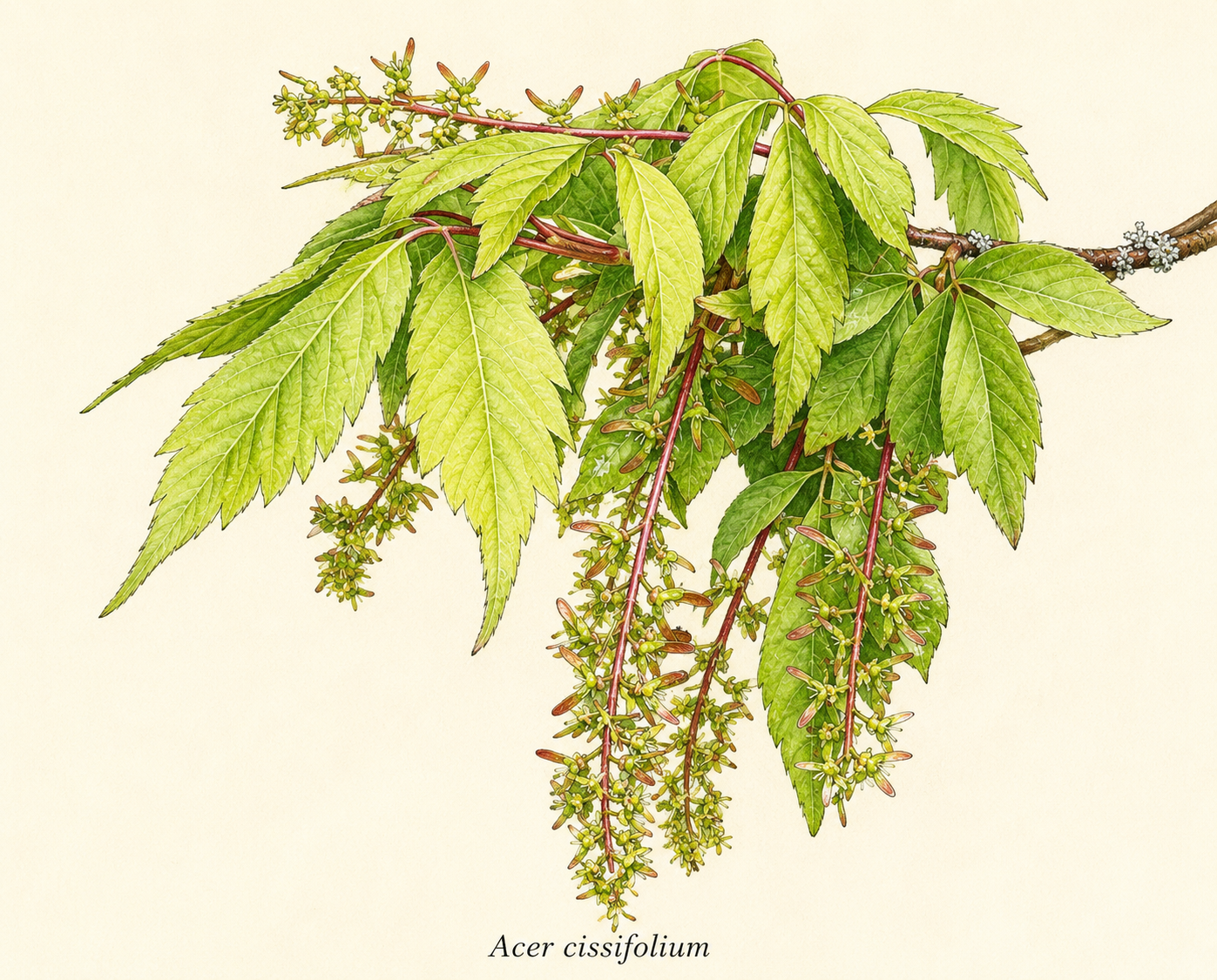 Acer cissifolium.png